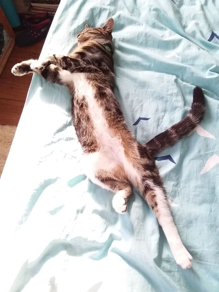People Are Sharing Pics Of Their Cats Acting Weird (Add Yours)