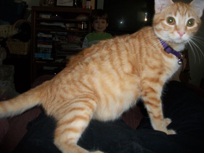 People Are Sharing Pics Of Their Cats Acting Weird (Add Yours)