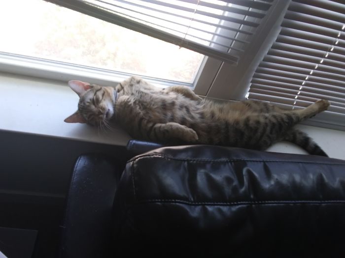 People Are Sharing Pics Of Their Cats Acting Weird (Add Yours)