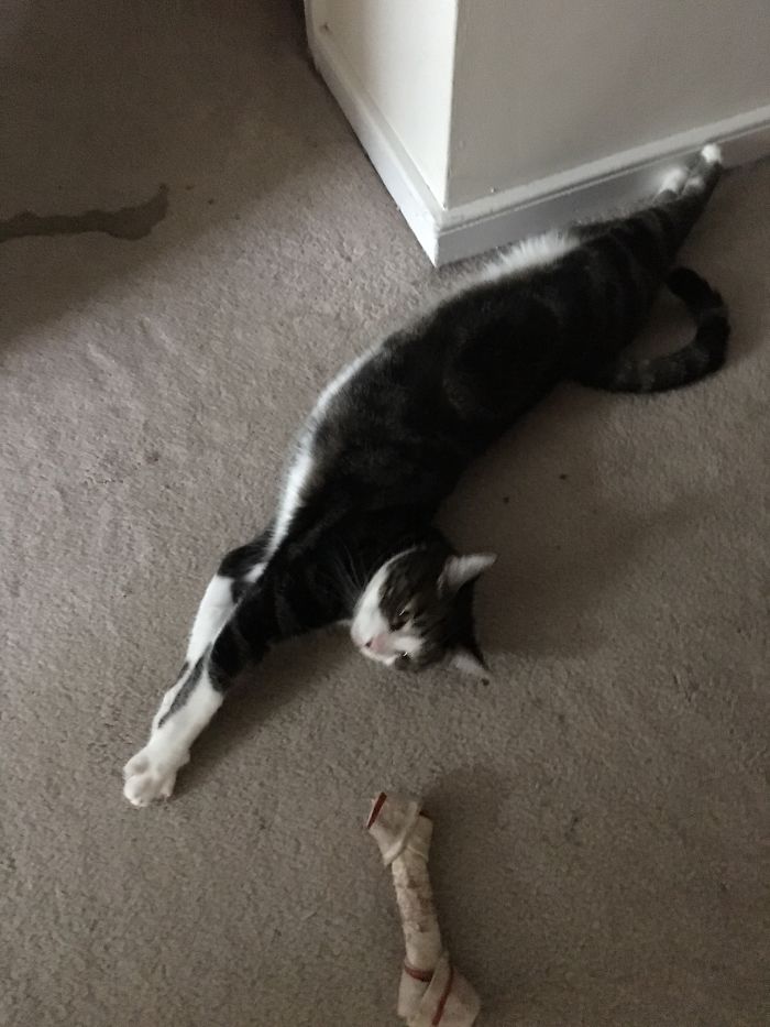 People Are Sharing Pics Of Their Cats Acting Weird (Add Yours)