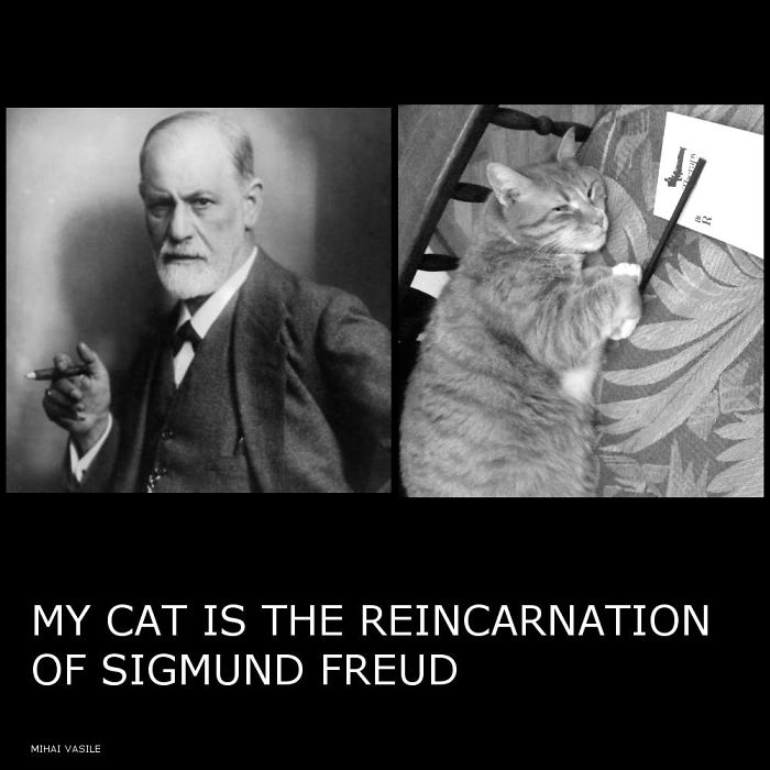 People Are Sharing Pics Of Their Cats Acting Weird (Add Yours)