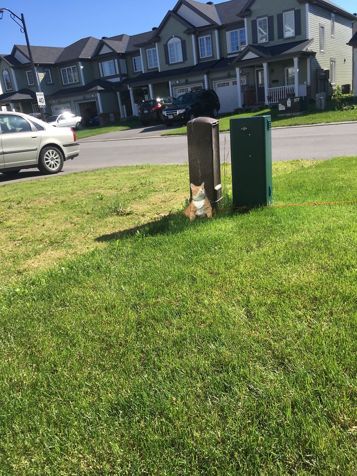 People Are Sharing Pics Of Their Cats Acting Weird (Add Yours)