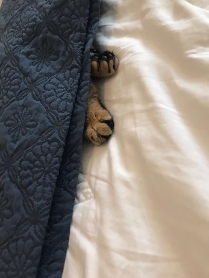 People Are Sharing Pics Of Their Cats Acting Weird (Add Yours)