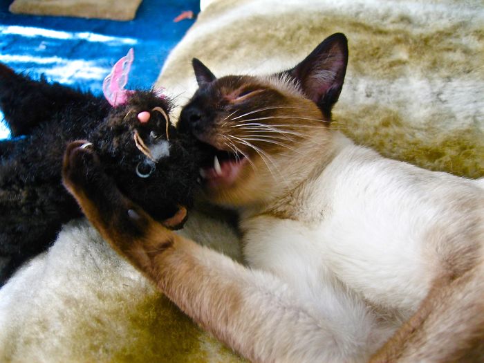 People Are Sharing Pics Of Their Cats Acting Weird (Add Yours)