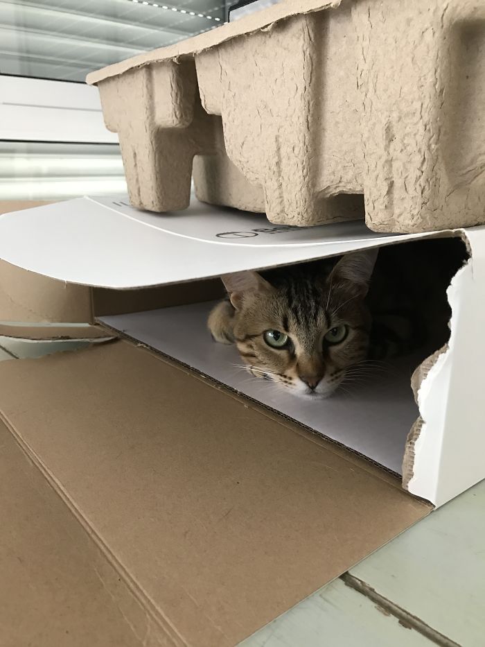 People Are Sharing Pics Of Their Cats Acting Weird (Add Yours)