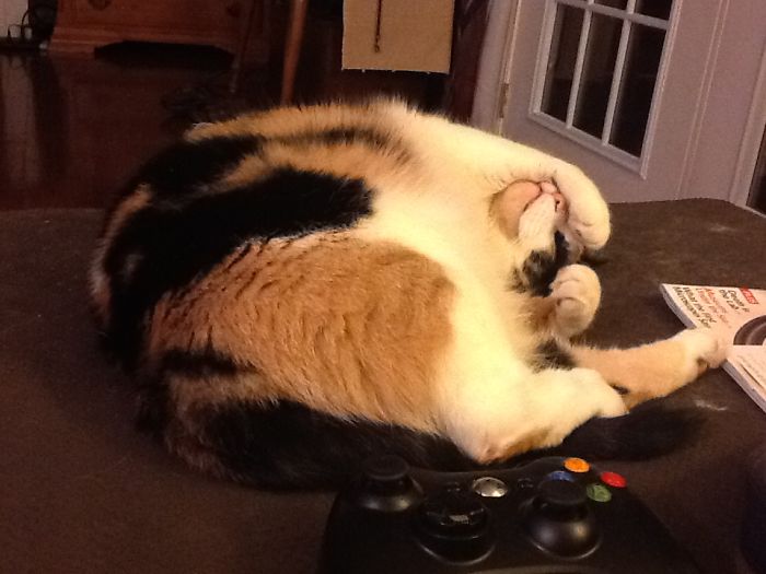 People Are Sharing Pics Of Their Cats Acting Weird (Add Yours)