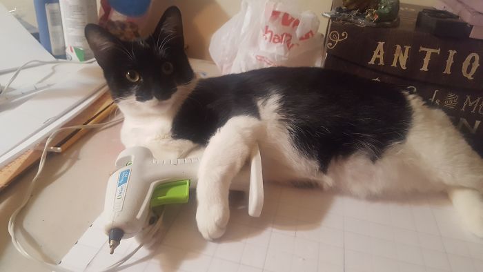 People Are Sharing Pics Of Their Cats Acting Weird (Add Yours)