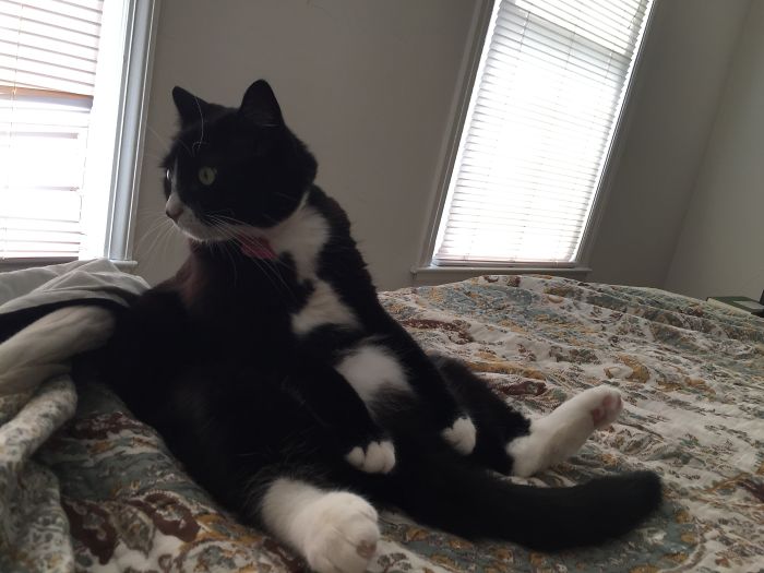People Are Sharing Pics Of Their Cats Acting Weird (Add Yours)