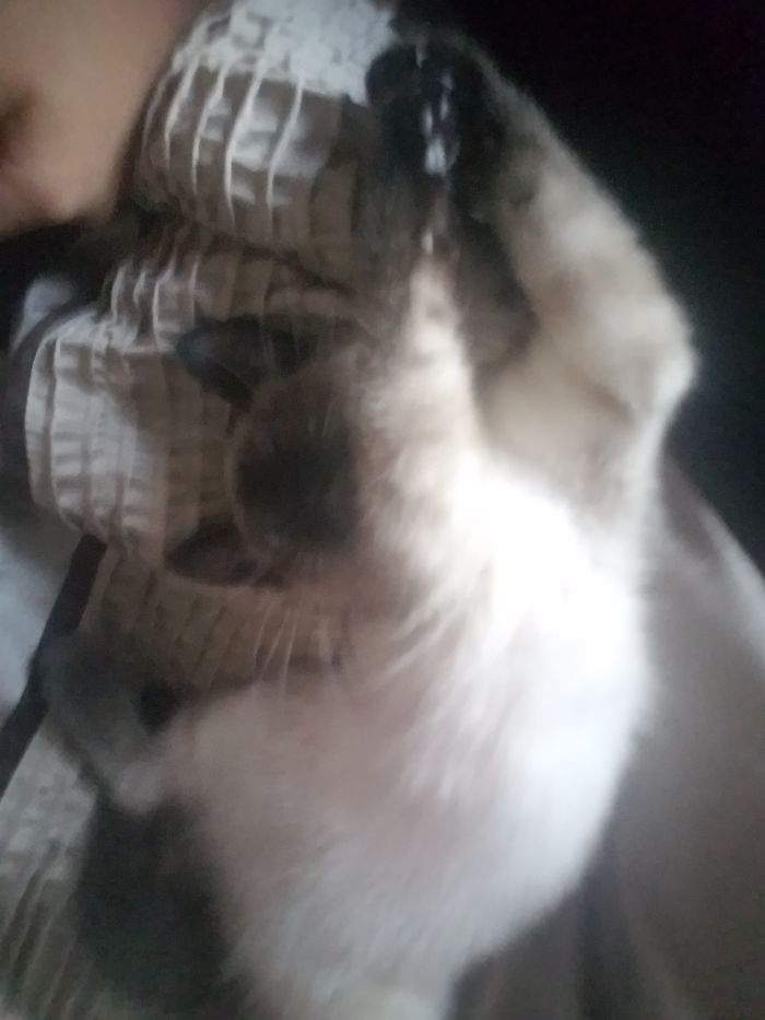 People Are Sharing Pics Of Their Cats Acting Weird (Add Yours)