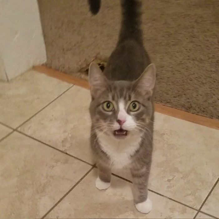 People Are Sharing Pics Of Their Cats Acting Weird (Add Yours)