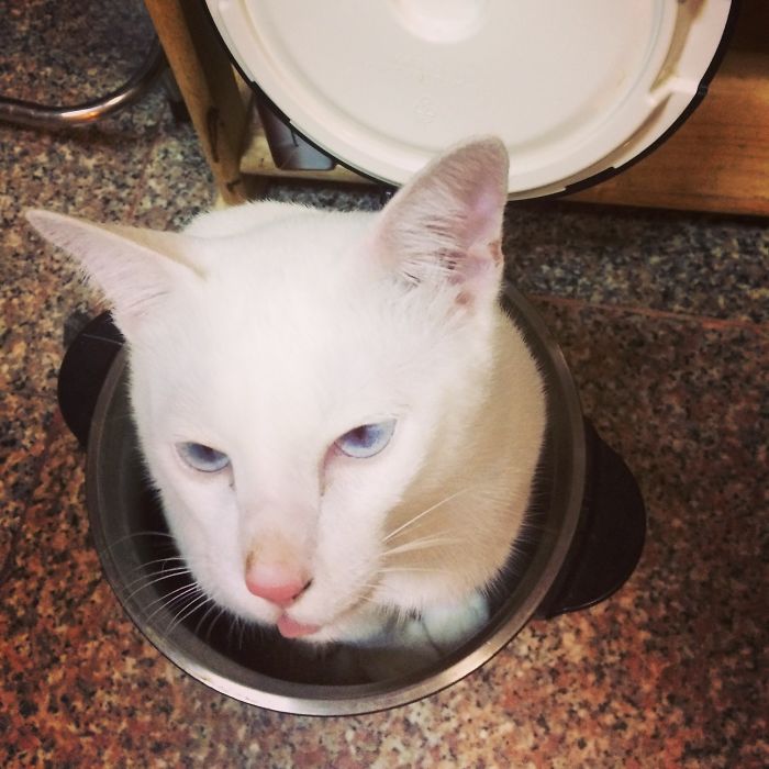 People Are Sharing Pics Of Their Cats Acting Weird (Add Yours)