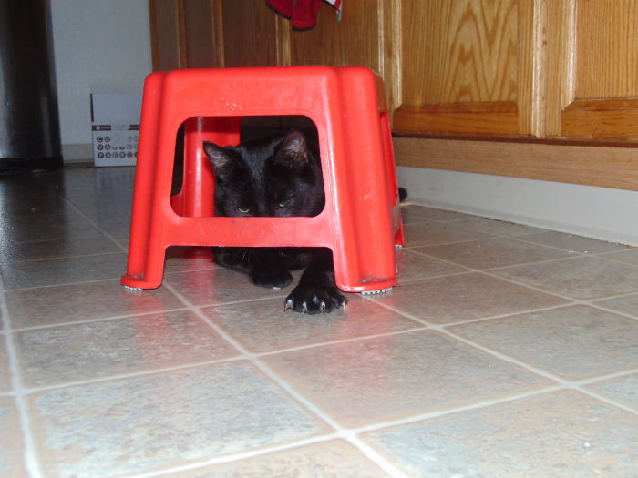 People Are Sharing Pics Of Their Cats Acting Weird (Add Yours)