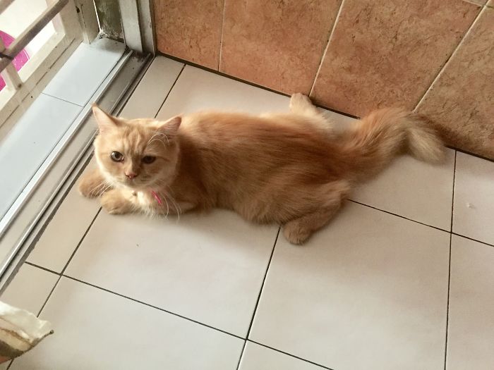 People Are Sharing Pics Of Their Cats Acting Weird (Add Yours)