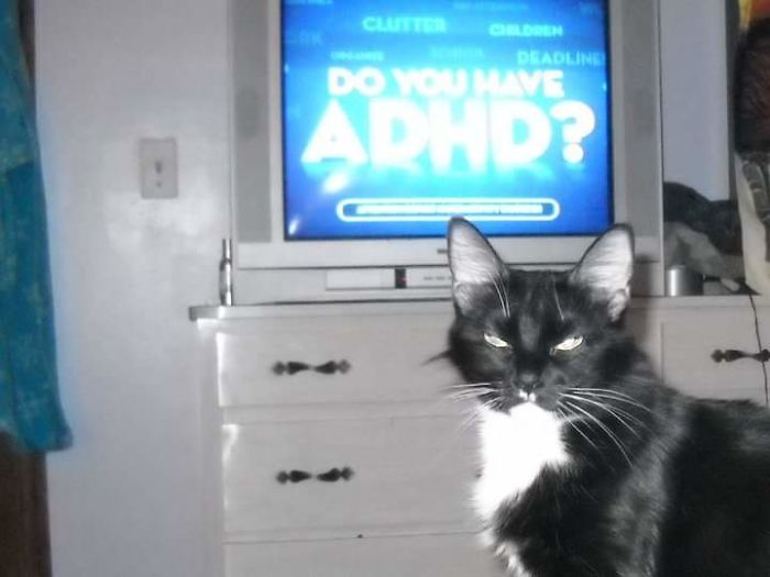 People Are Sharing Pics Of Their Cats Acting Weird (Add Yours)