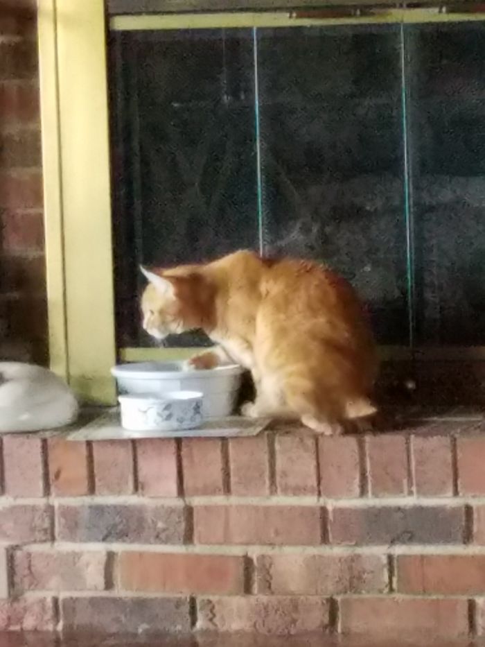 People Are Sharing Pics Of Their Cats Acting Weird (Add Yours)