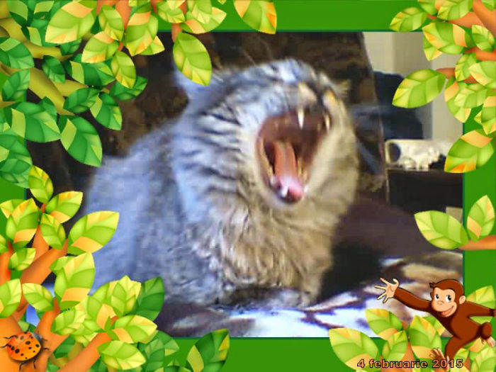 People Are Sharing Pics Of Their Cats Acting Weird (Add Yours)