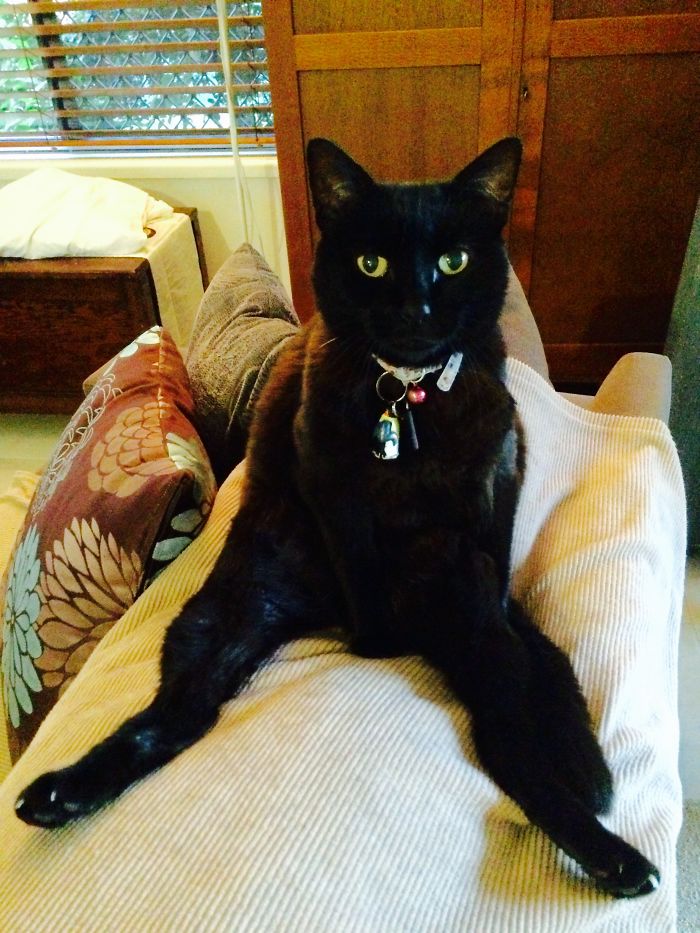 People Are Sharing Pics Of Their Cats Acting Weird (Add Yours)
