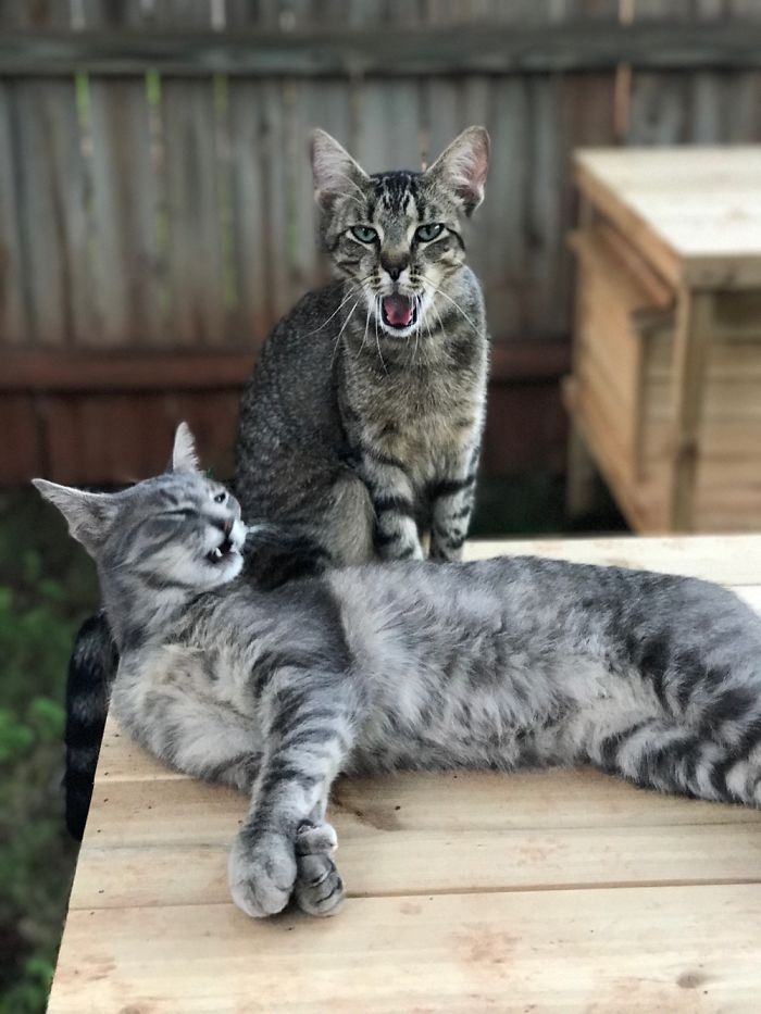 People Are Sharing Pics Of Their Cats Acting Weird (Add Yours)