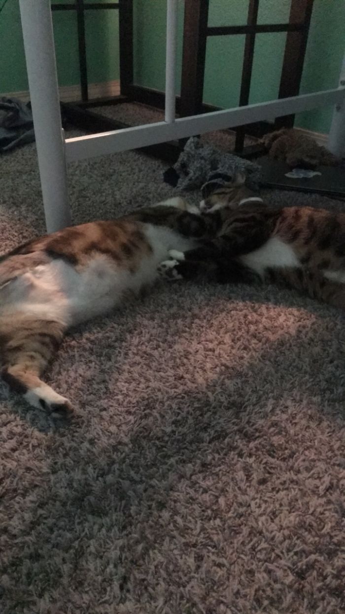 People Are Sharing Pics Of Their Cats Acting Weird (Add Yours)