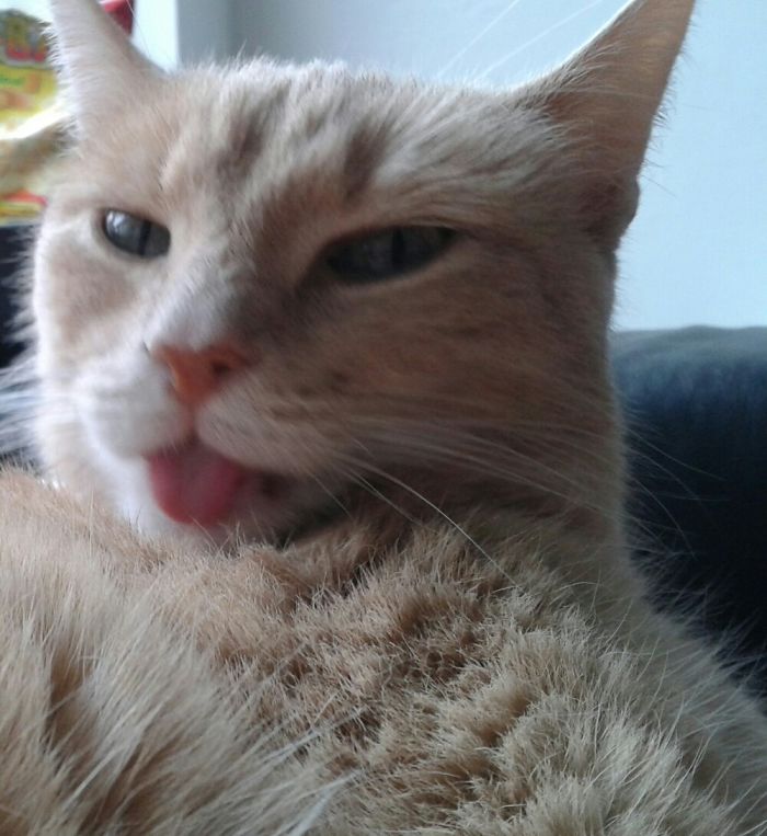 People Are Sharing Pics Of Their Cats Acting Weird (Add Yours)