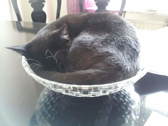 People Are Sharing Pics Of Their Cats Acting Weird (Add Yours)