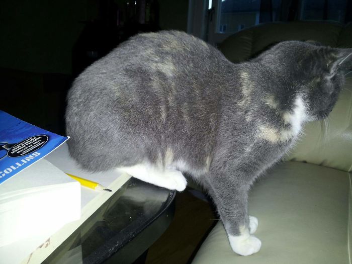 People Are Sharing Pics Of Their Cats Acting Weird (Add Yours)