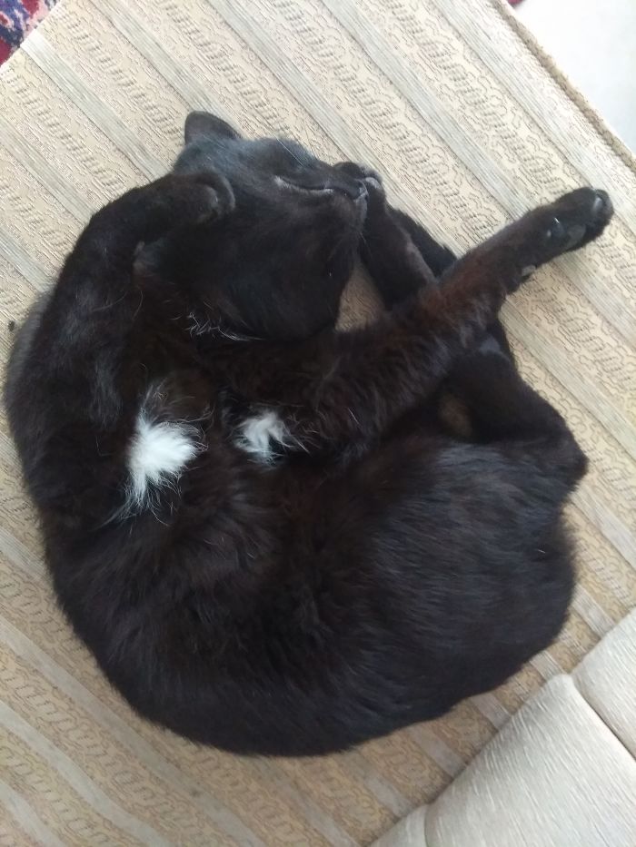 People Are Sharing Pics Of Their Cats Acting Weird (Add Yours)