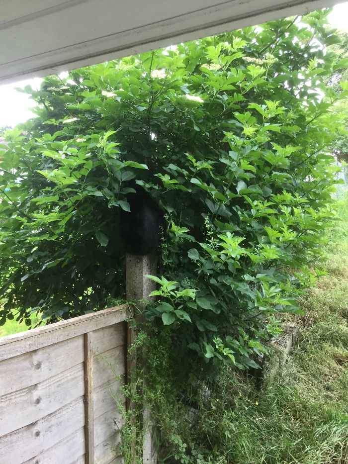 People Are Sharing Pics Of Their Cats Acting Weird (Add Yours)