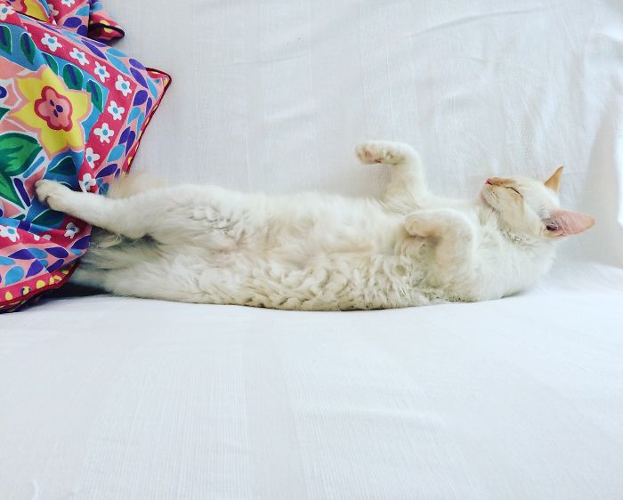 People Are Sharing Pics Of Their Cats Acting Weird (Add Yours)