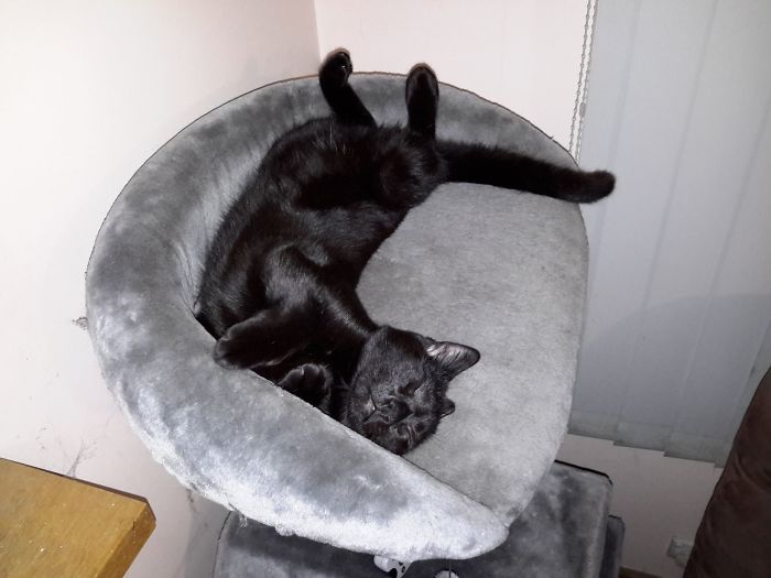 People Are Sharing Pics Of Their Cats Acting Weird (Add Yours)