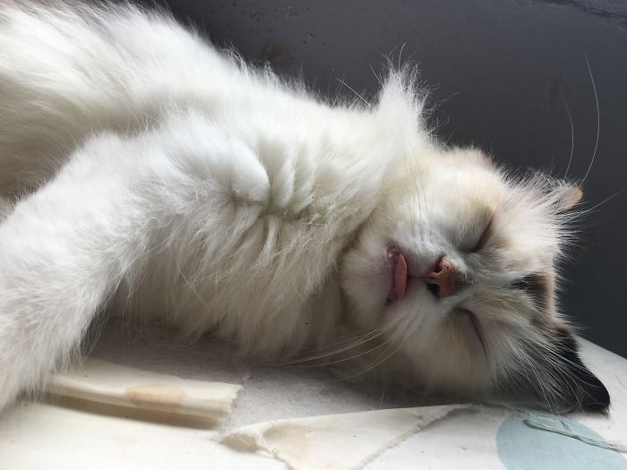 People Are Sharing Pics Of Their Cats Acting Weird (Add Yours)