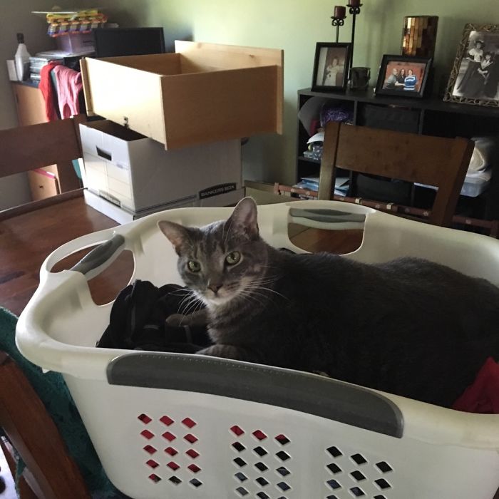 People Are Sharing Pics Of Their Cats Acting Weird (Add Yours)