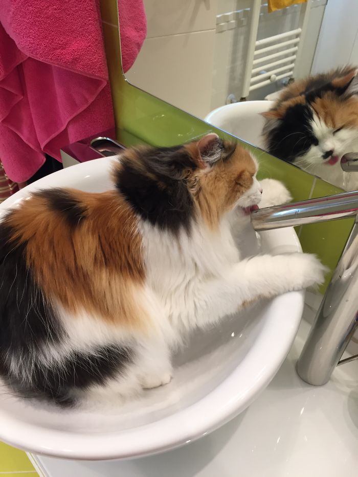People Are Sharing Pics Of Their Cats Acting Weird (Add Yours)