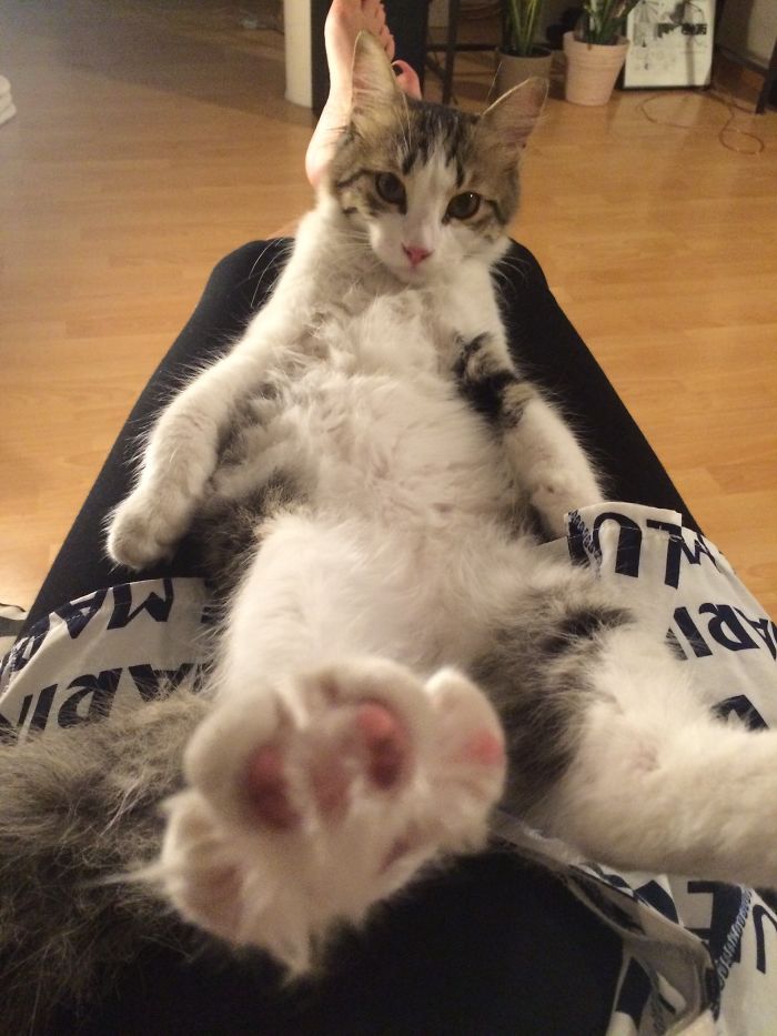 People Are Sharing Pics Of Their Cats Acting Weird (Add Yours)