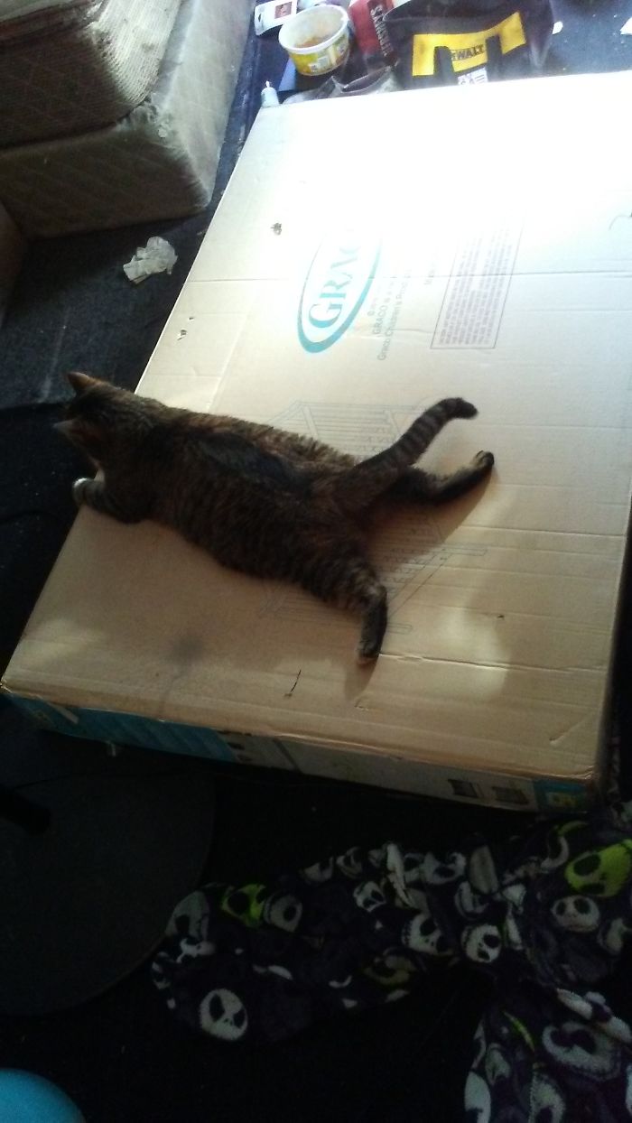 People Are Sharing Pics Of Their Cats Acting Weird (Add Yours)