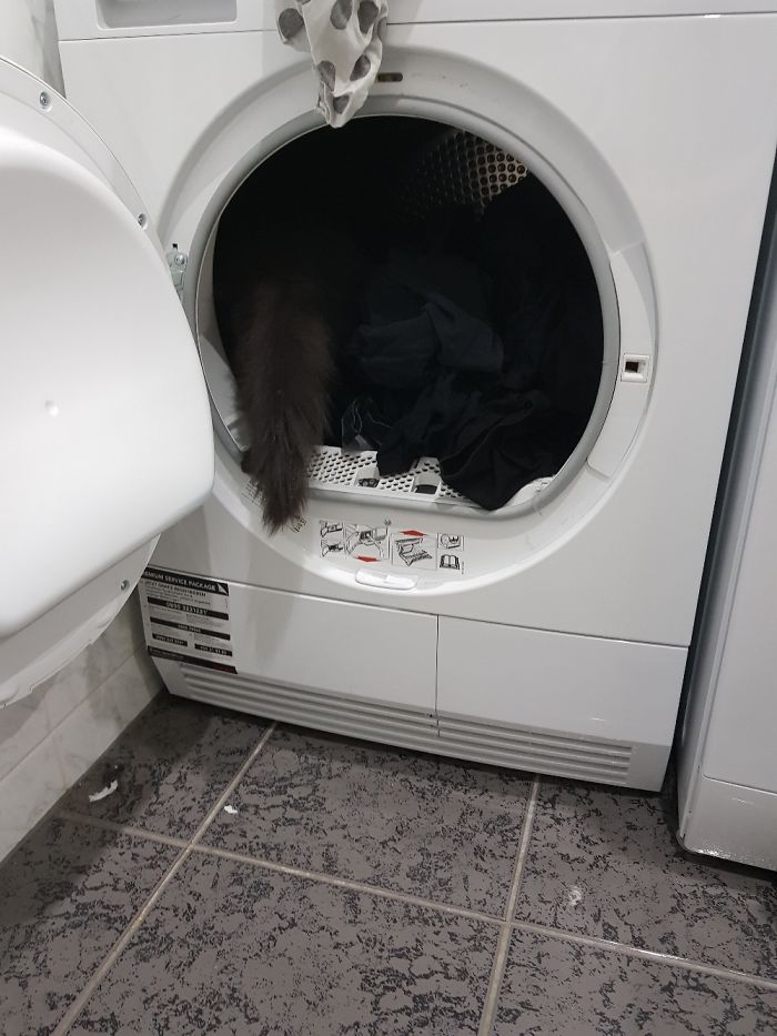 People Are Sharing Pics Of Their Cats Acting Weird (Add Yours)