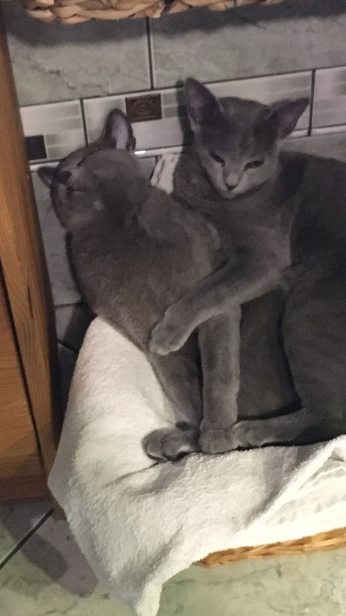 People Are Sharing Pics Of Their Cats Acting Weird (Add Yours)