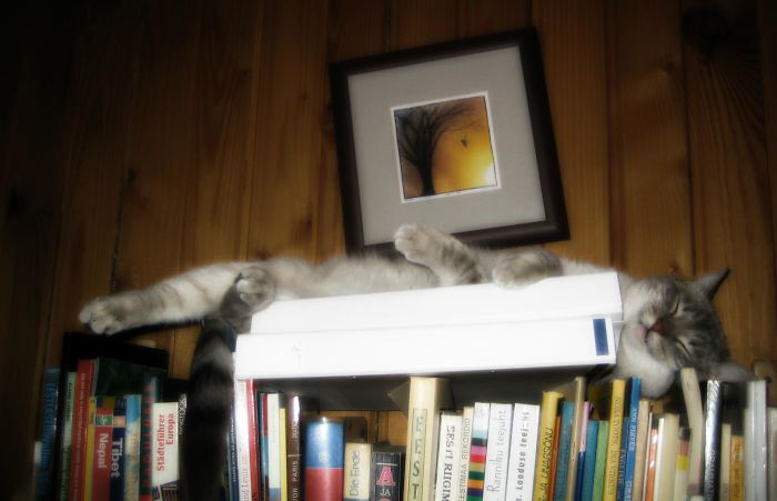 People Are Sharing Pics Of Their Cats Acting Weird (Add Yours)