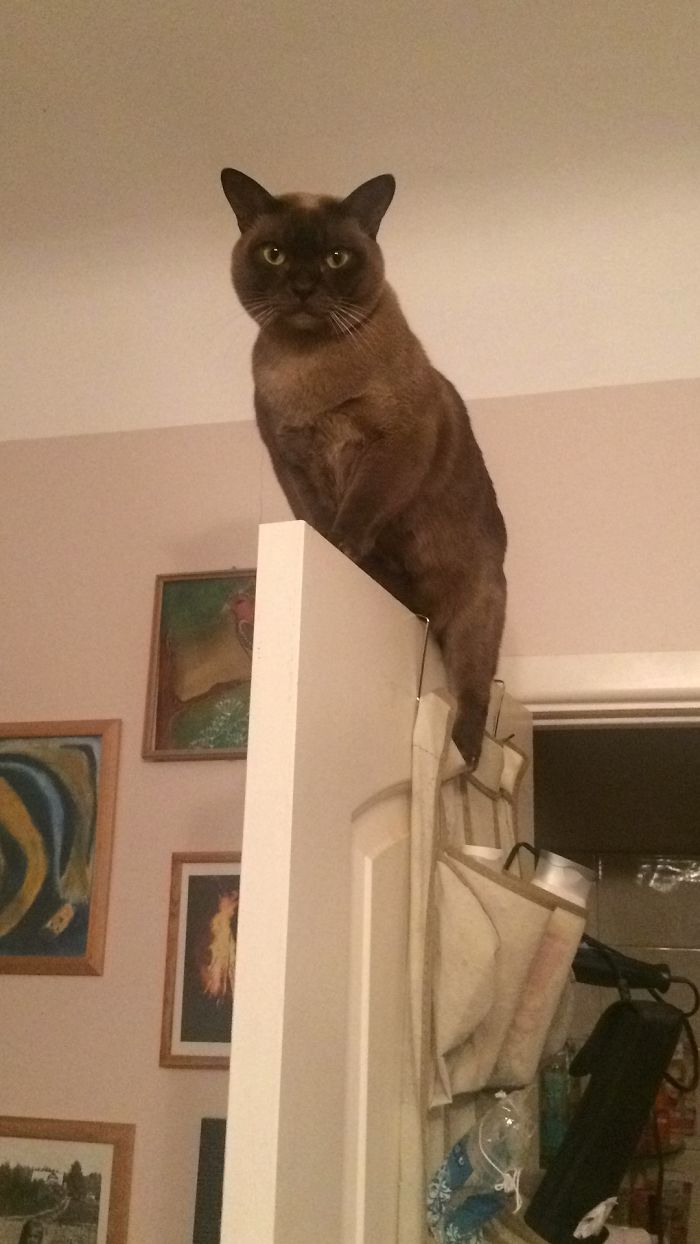People Are Sharing Pics Of Their Cats Acting Weird (Add Yours)