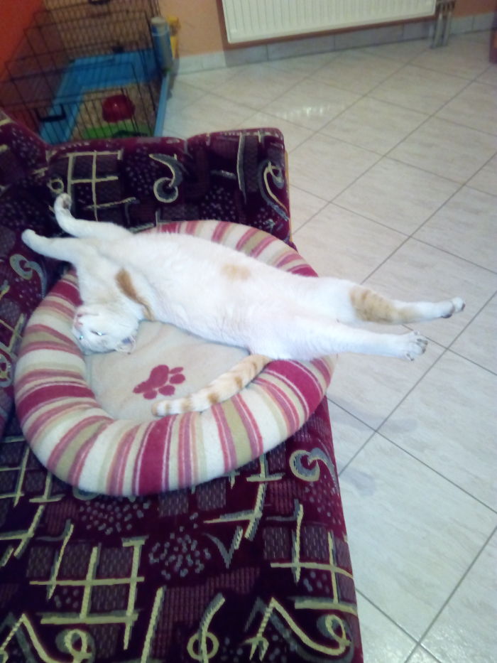 People Are Sharing Pics Of Their Cats Acting Weird (Add Yours)