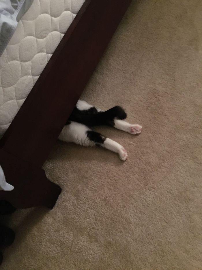 People Are Sharing Pics Of Their Cats Acting Weird (Add Yours)