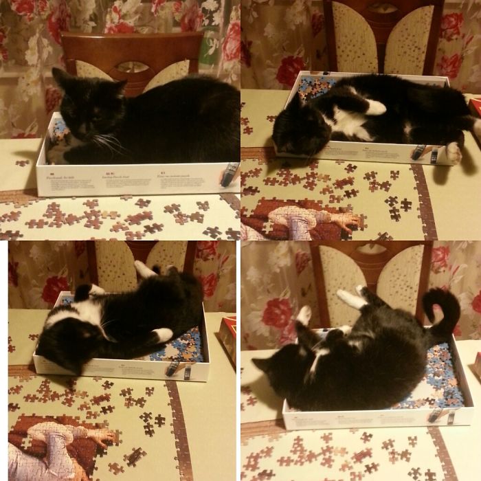 People Are Sharing Pics Of Their Cats Acting Weird (Add Yours)
