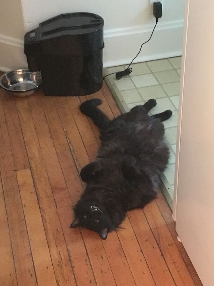 People Are Sharing Pics Of Their Cats Acting Weird (Add Yours)