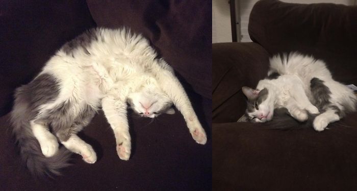 People Are Sharing Pics Of Their Cats Acting Weird (Add Yours)