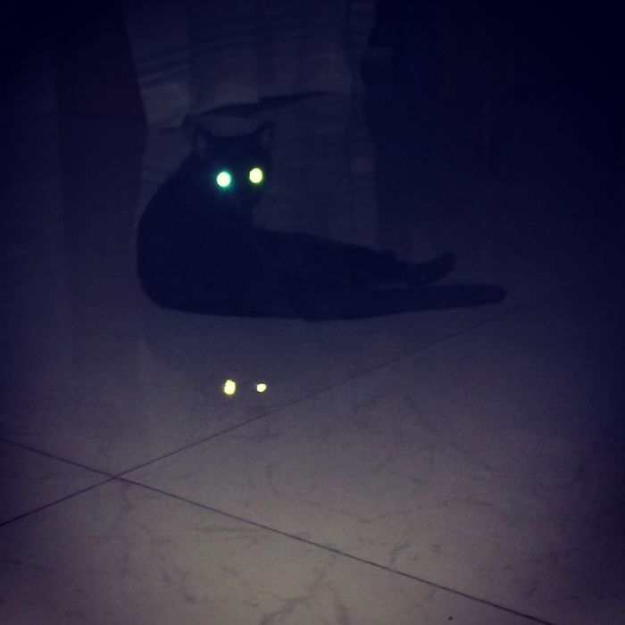 People Are Sharing Pics Of Their Cats Acting Weird (Add Yours)