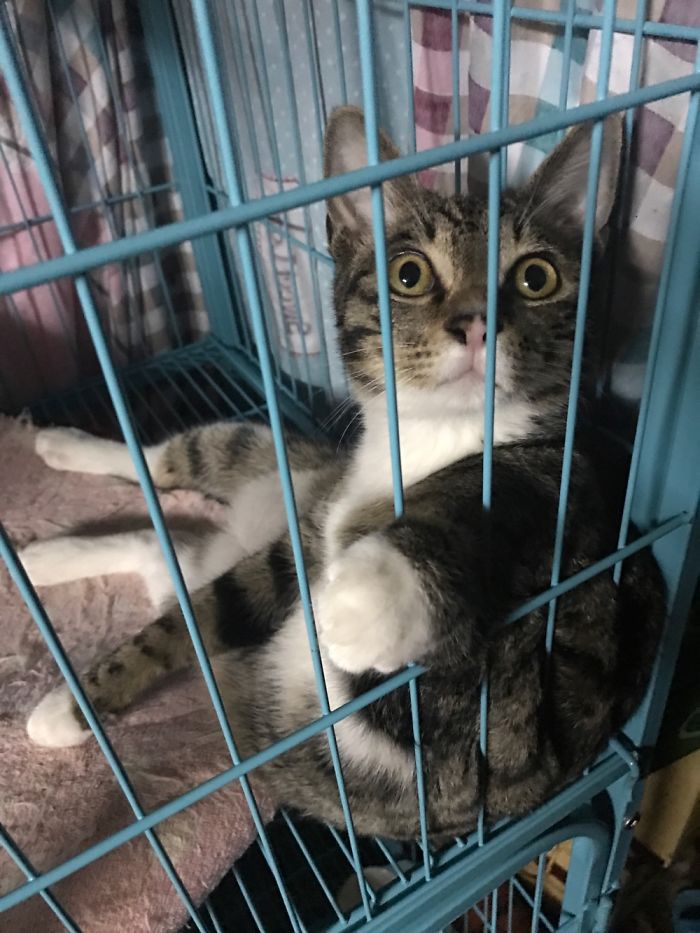 People Are Sharing Pics Of Their Cats Acting Weird (Add Yours)