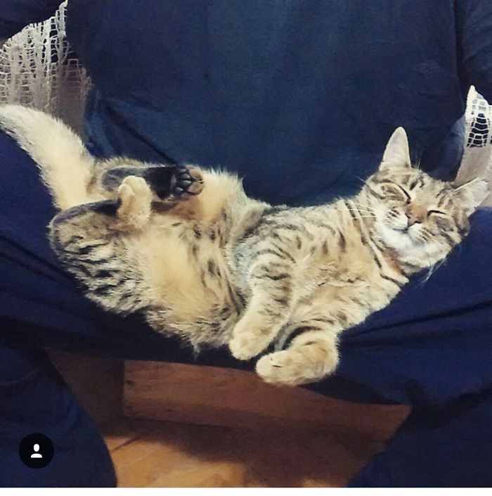 People Are Sharing Pics Of Their Cats Acting Weird (Add Yours)