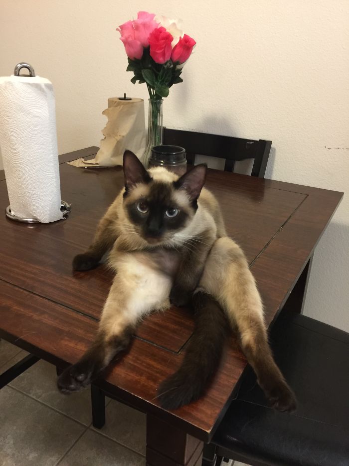 People Are Sharing Pics Of Their Cats Acting Weird (Add Yours)