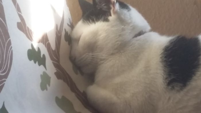 People Are Sharing Pics Of Their Cats Acting Weird (Add Yours)