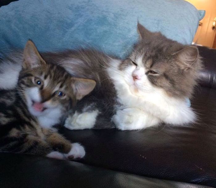 People Are Sharing Pics Of Their Cats Acting Weird (Add Yours)
